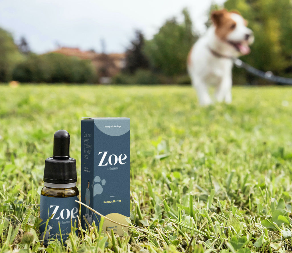 Hemp Oil for Dogs